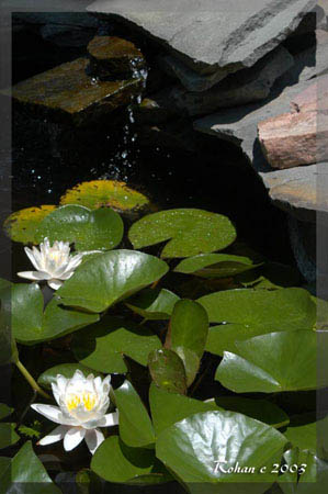 rohan_Photography_nature_sample_004